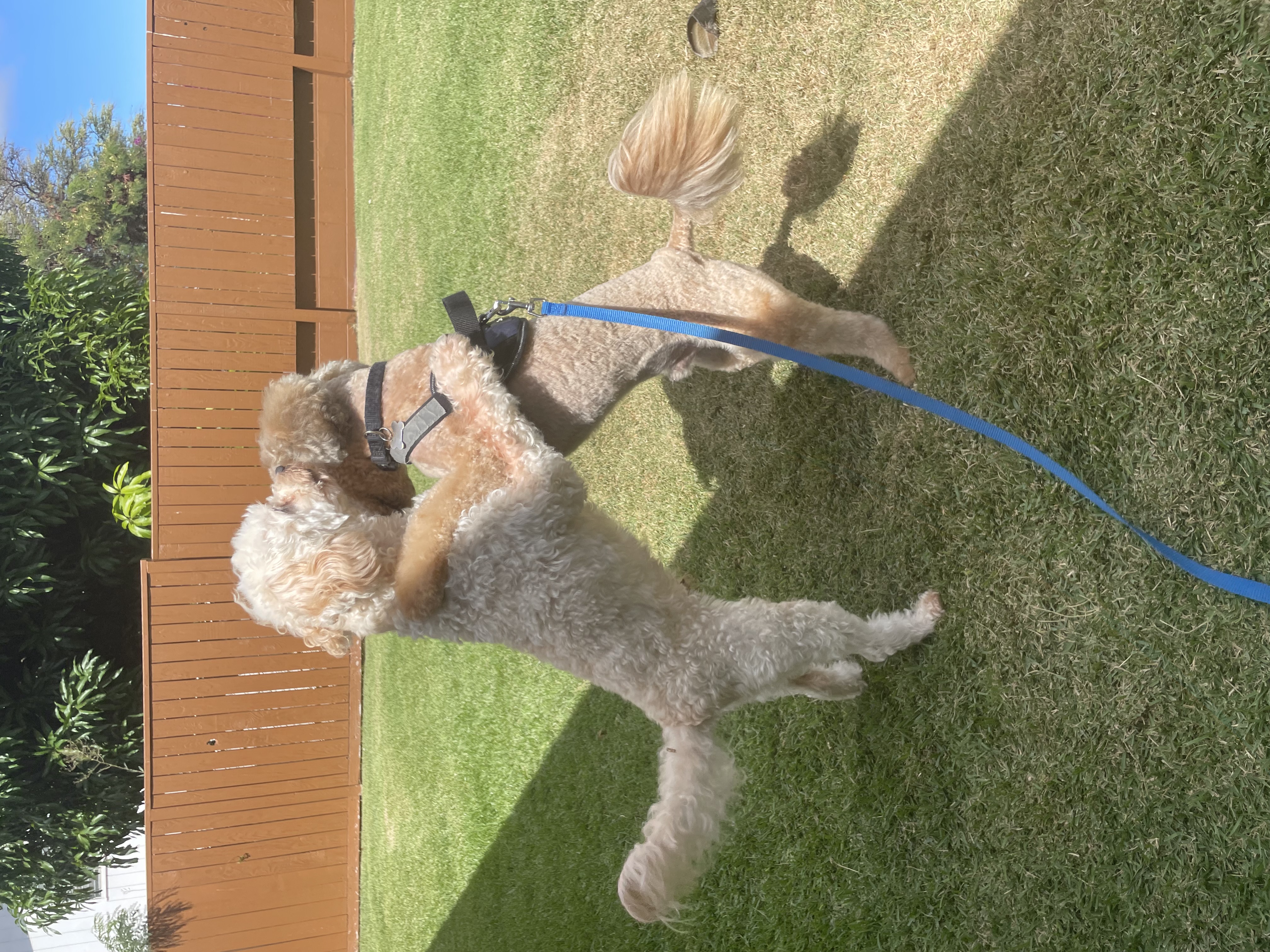 Maui Dogs gallery dog photo 2