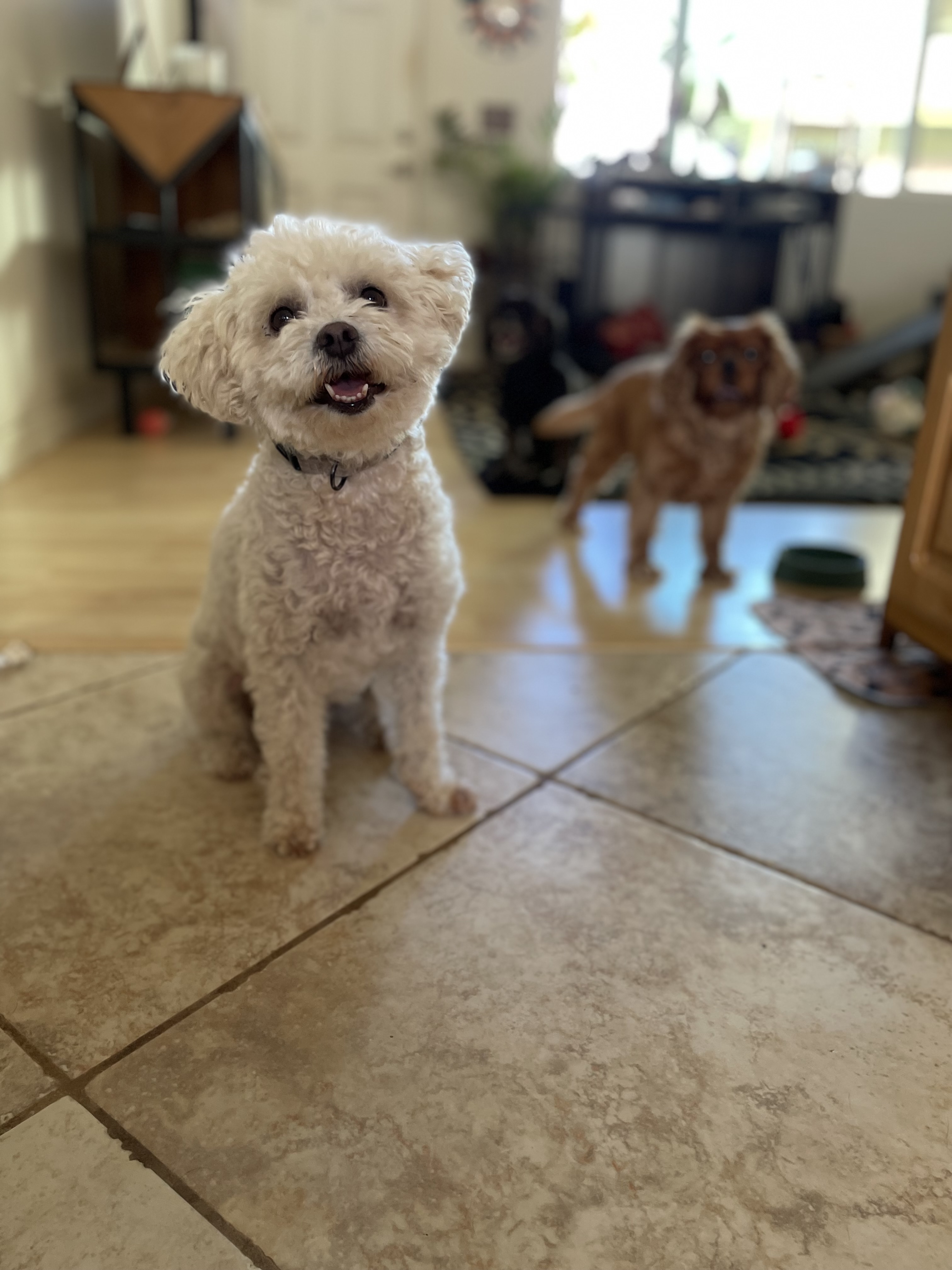 Maui Dogs gallery dog photo 3