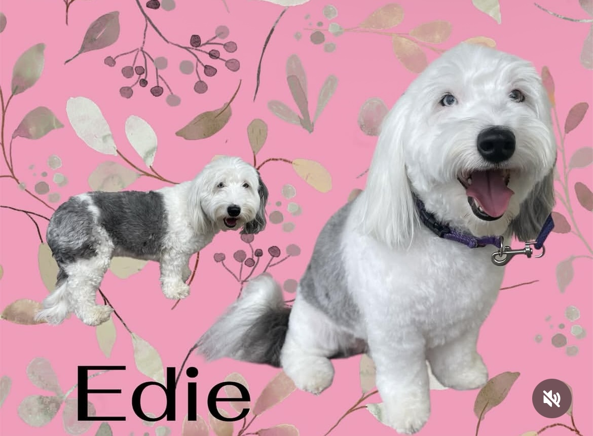 Maui Dogs gallery dog photo 4