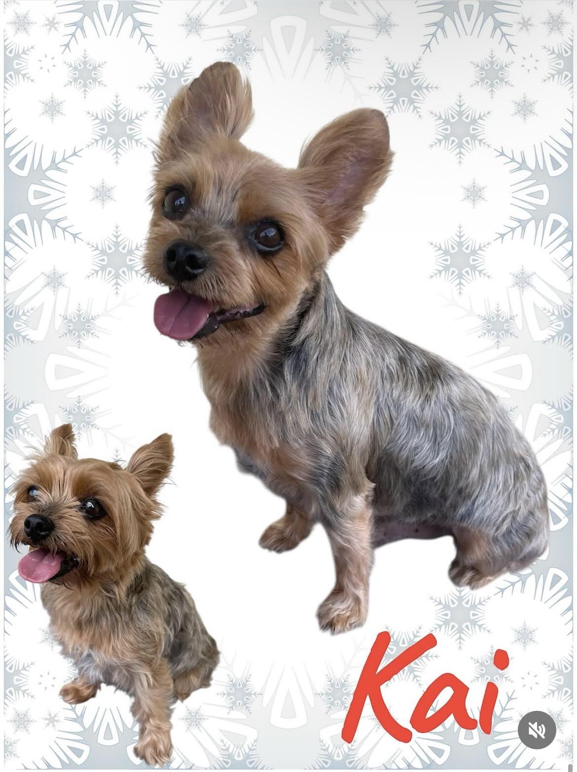 Maui Dogs gallery dog photo 5