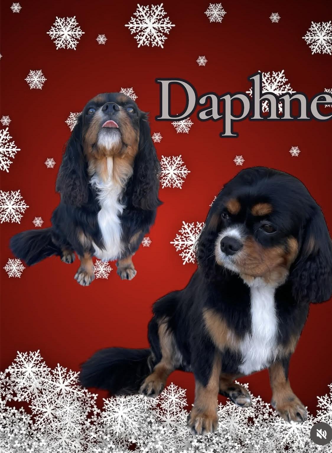 Maui Dogs gallery dog photo 6