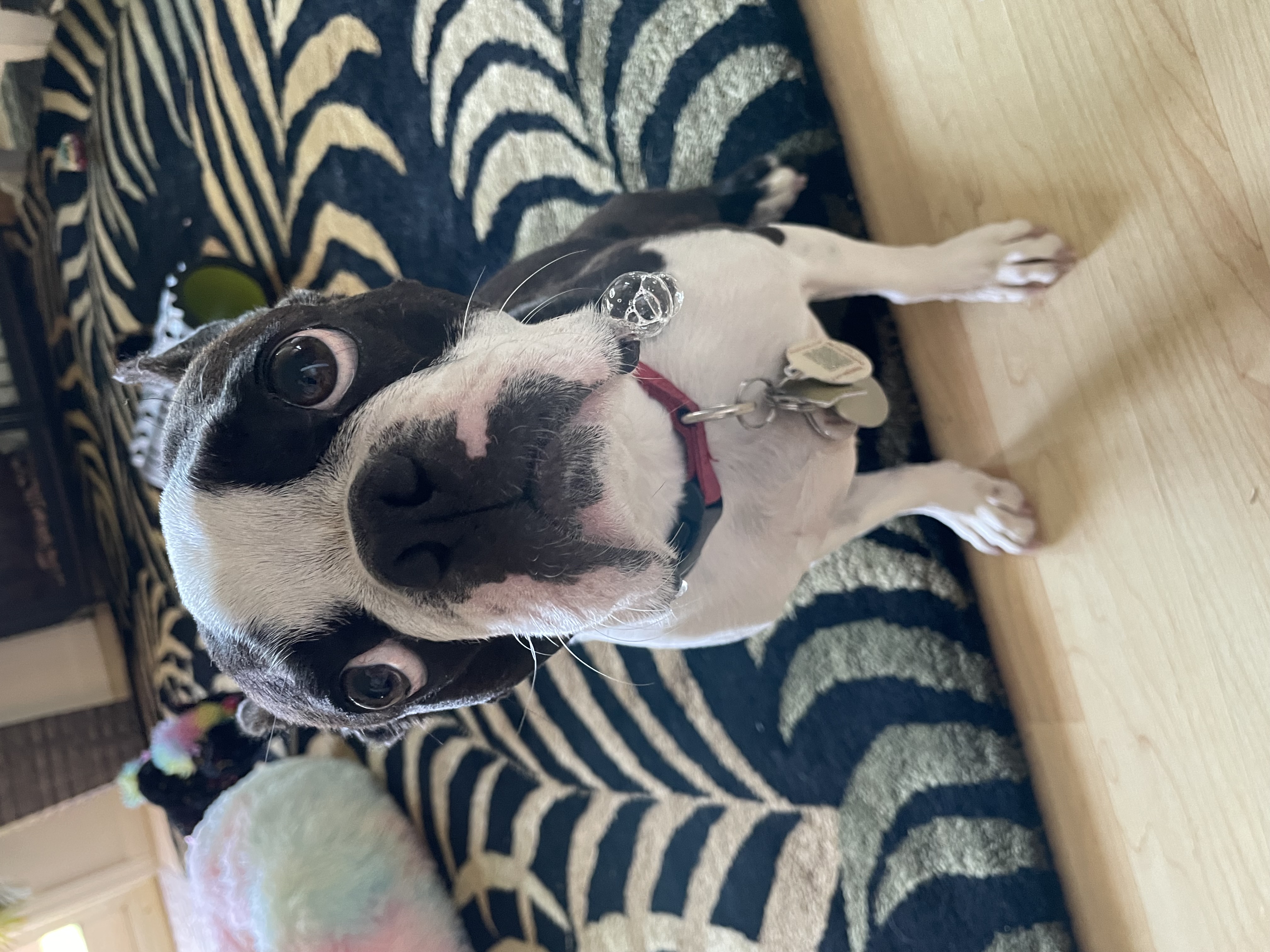 Maui Dogs gallery dog photo 7