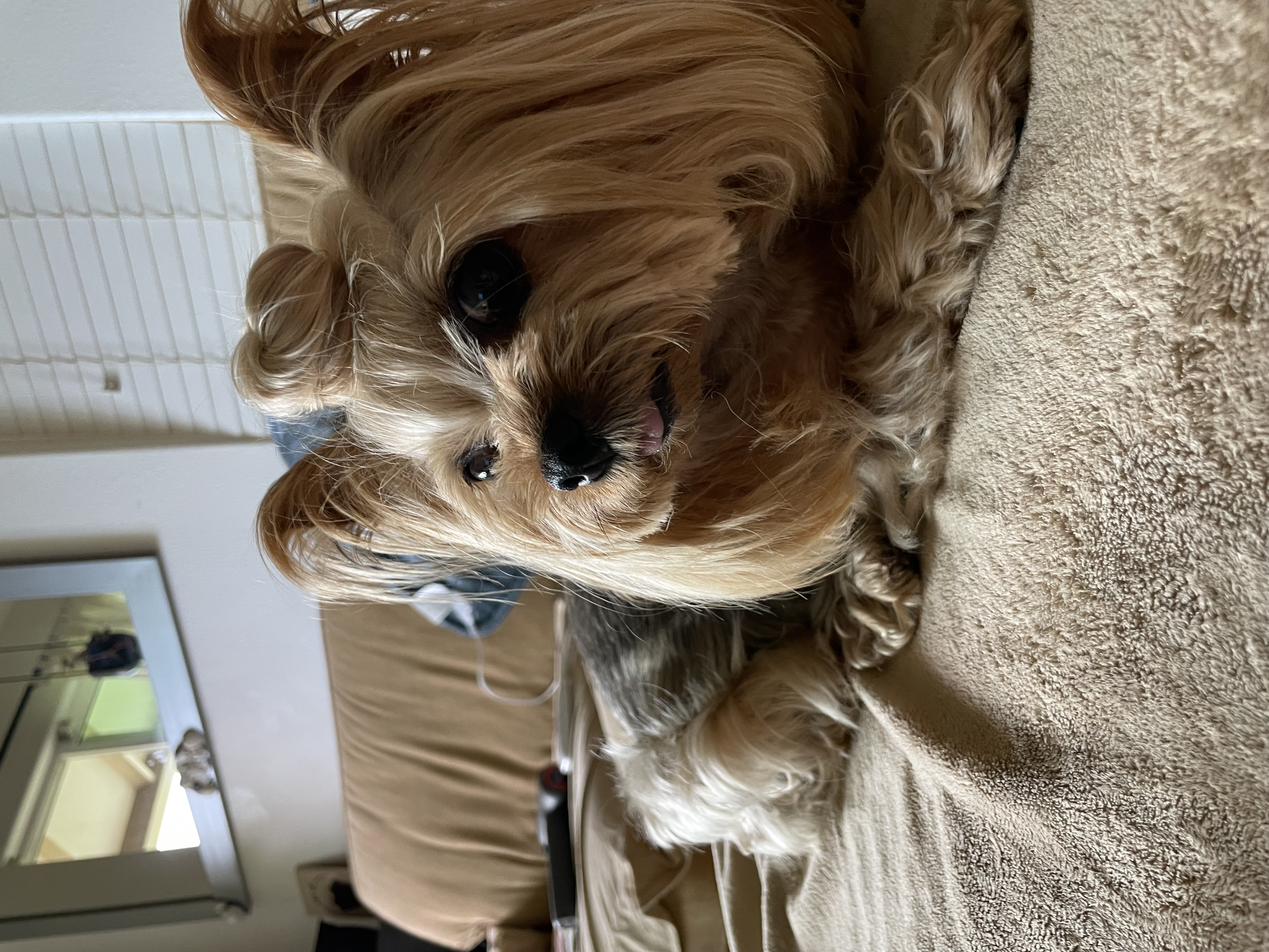 Maui Dogs gallery dog photo 8