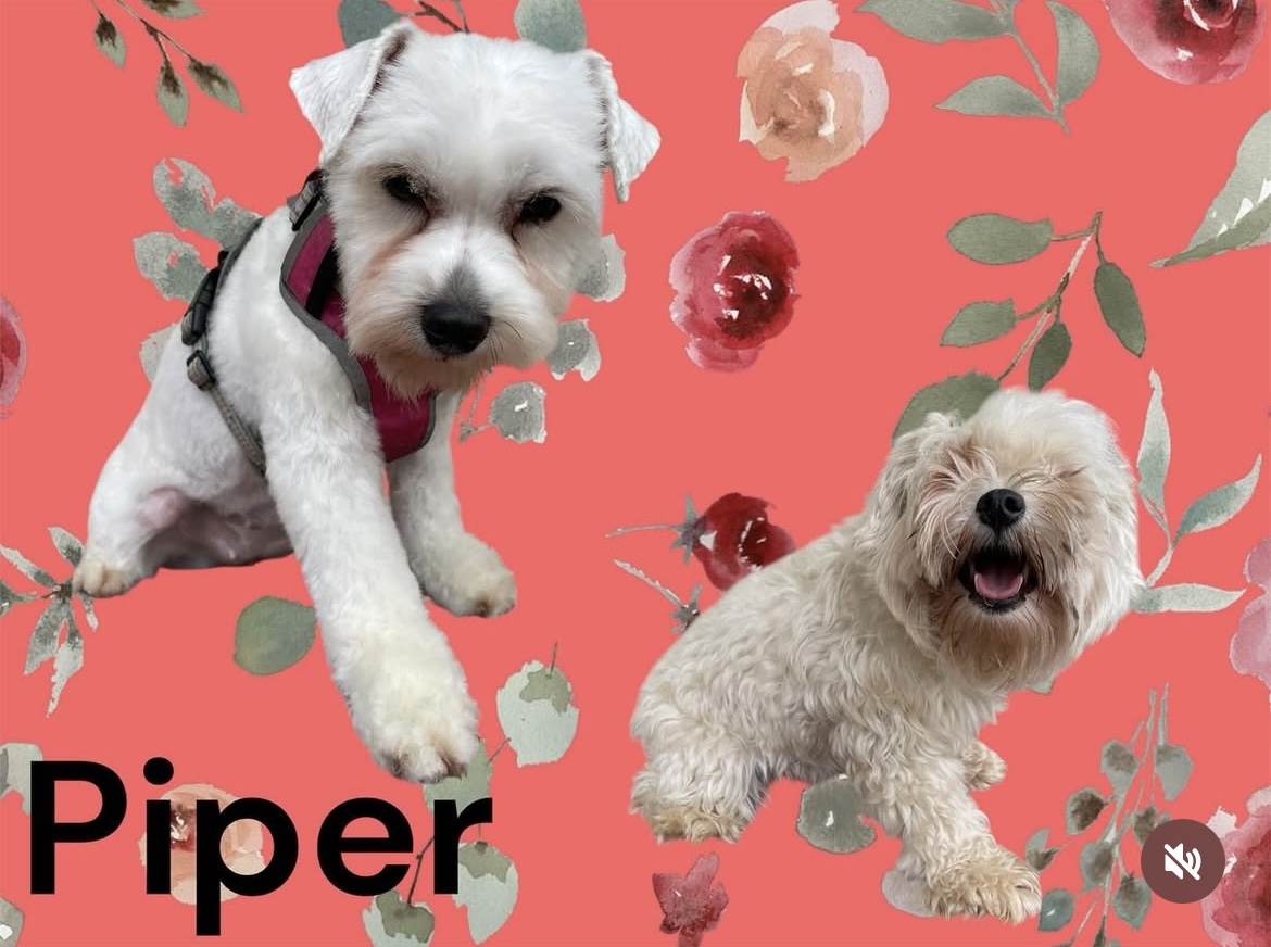 Maui Dogs gallery dog photo 9